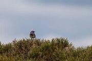 DPPhotography - Extremadura - Bluethroat - B