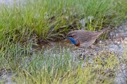 DPPhotography - Extremadura - Bluethroat - C