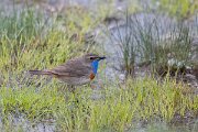 DPPhotography - Extremadura - Bluethroat - G