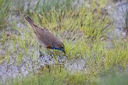 DPPhotography - Extremadura - Bluethroat - K