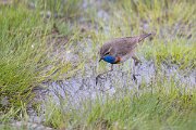 DPPhotography - Extremadura - Bluethroat - M
