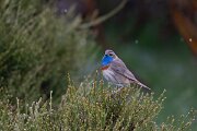 DPPhotography - Extremadura - Bluethroat - O