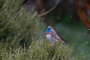 DPPhotography - Extremadura - Bluethroat - P