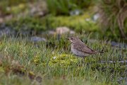 DPPhotography - Extremadura - Bluethroat - R