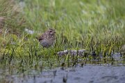 DPPhotography - Extremadura - Bluethroat - T