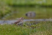 DPPhotography - Extremadura - Bluethroat - U