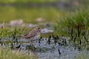 DPPhotography - Extremadura - Bluethroat - V