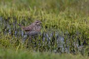 DPPhotography - Extremadura - Bluethroat - W
