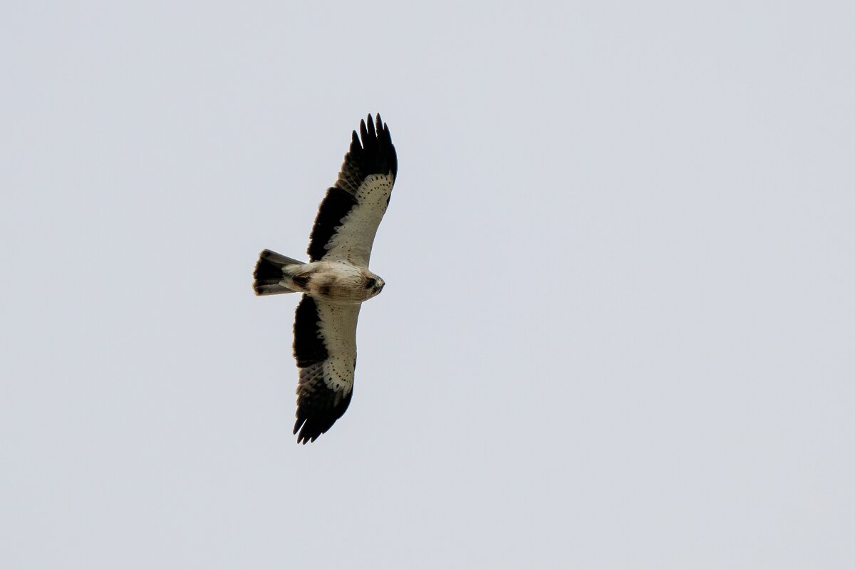 DPPhotography - Extremadura - Booted eagle - C.jpg - Booted eagle - La Covatilla, Sierra de Bejar, Castilla y León