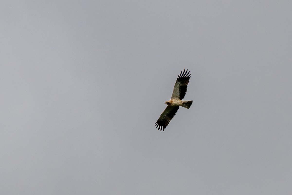 DPPhotography - Extremadura - Booted eagle - D.jpg - Booted eagle - Parador de Gredos, Castilla y León