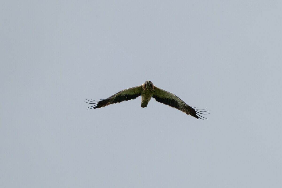 DPPhotography - Extremadura - Booted eagle - F.jpg - Booted eagle - Parador de Gredos, Castilla y León
