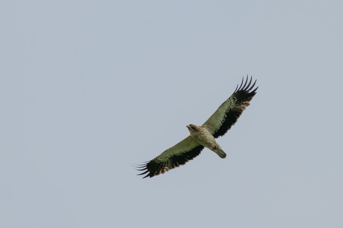 DPPhotography - Extremadura - Booted eagle - H.jpg - Booted eagle - Parador de Gredos, Castilla y León