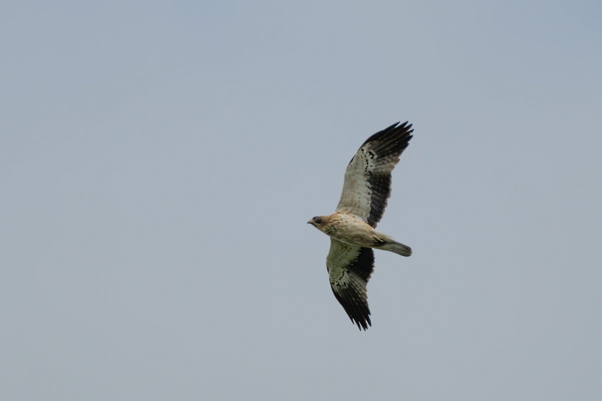 DPPhotography - Extremadura - Booted eagle - K.jpg - Booted eagle - Parador de Gredos, Castilla y León