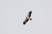 DPPhotography - Extremadura - Booted eagle - A