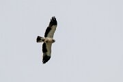 DPPhotography - Extremadura - Booted eagle - C