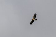 DPPhotography - Extremadura - Booted eagle - D