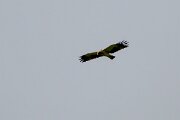 DPPhotography - Extremadura - Booted eagle - E