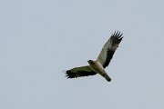 DPPhotography - Extremadura - Booted eagle - G