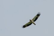 DPPhotography - Extremadura - Booted eagle - H