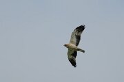 DPPhotography - Extremadura - Booted eagle - K