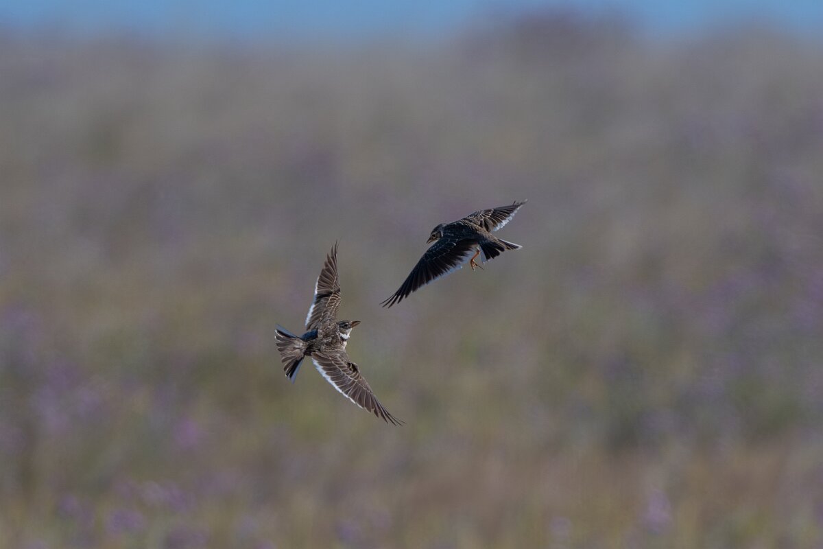 DPPhotography - Extremadura - Calandra lark - A.jpg - Calandra lark - Trujillo Plains, Extremadura
