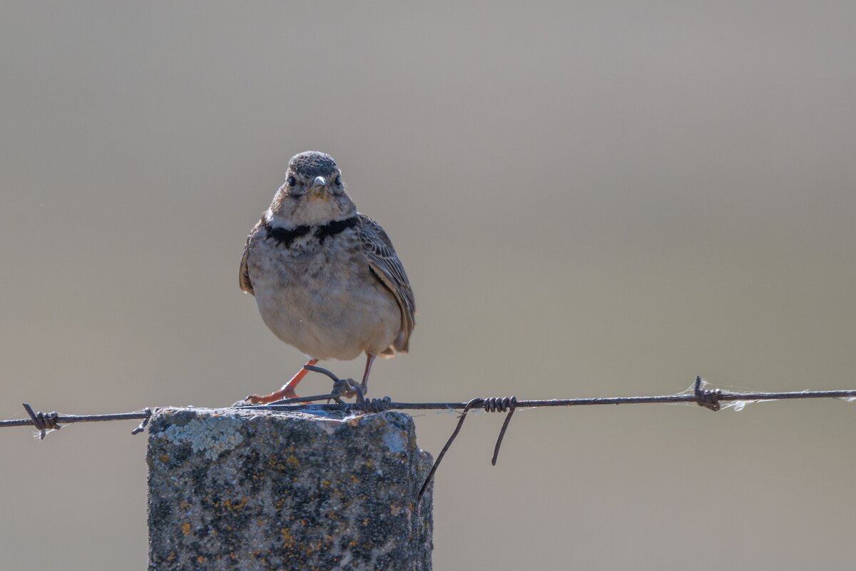 DPPhotography - Extremadura - Calandra lark - E.jpg - Calandra lark - Trujillo Plains, Extremadura