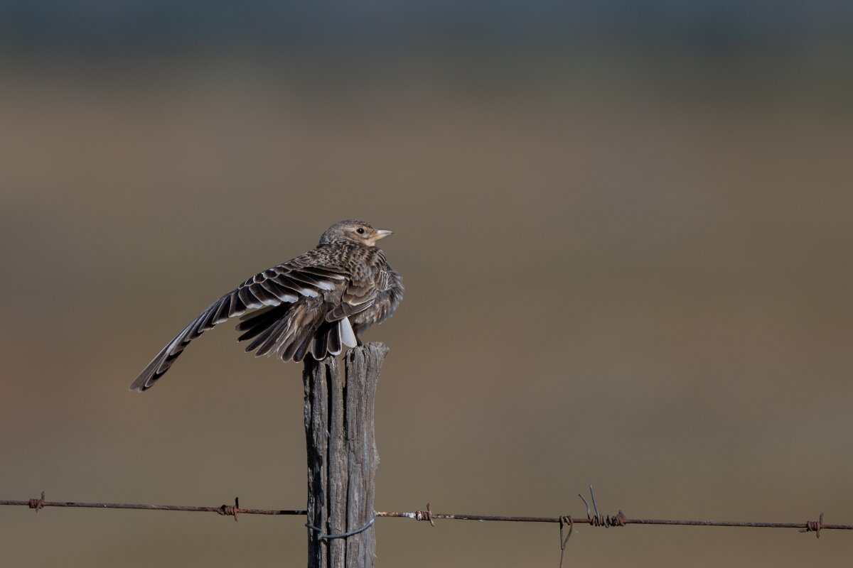 DPPhotography - Extremadura - Calandra lark - F.jpg - Calandra lark - Trujillo Plains, Extremadura