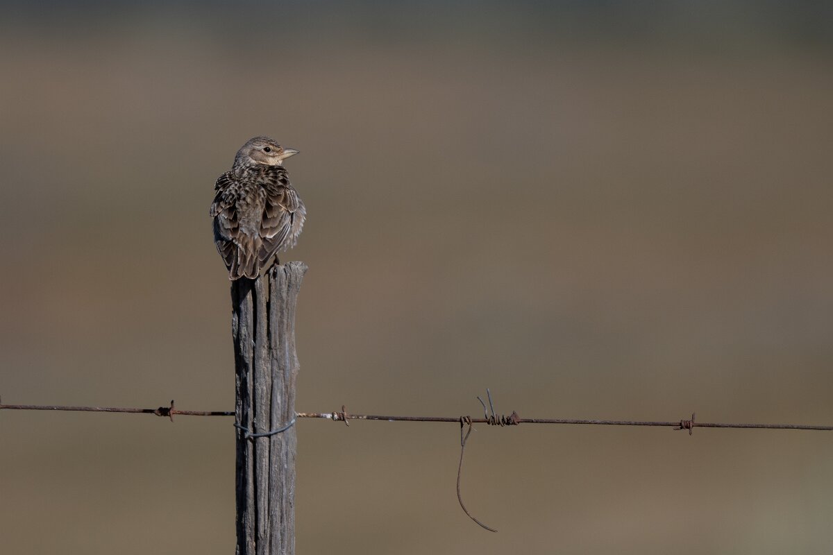 DPPhotography - Extremadura - Calandra lark - H.jpg - Calandra lark - Trujillo Plains, Extremadura