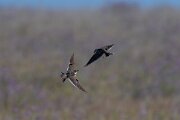 DPPhotography - Extremadura - Calandra lark - A