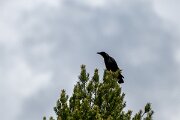 DPPhotography - Extremadura - Carrion crow - A