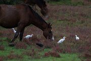 DPPhotography - Andalucia - Cattle egret - A