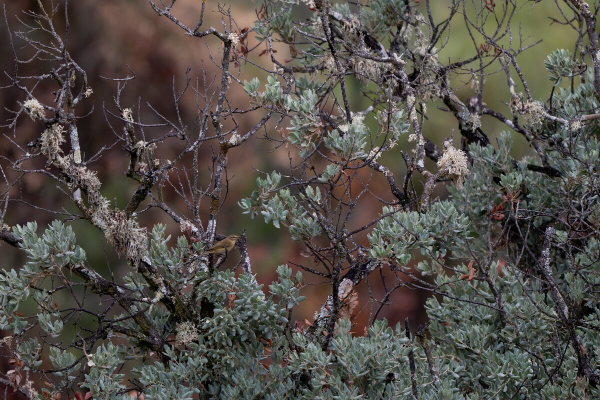 DPPhotography - Andalucia - Common chiffchaff - A.jpg - Common chiffchaff - Sierra de Andújar