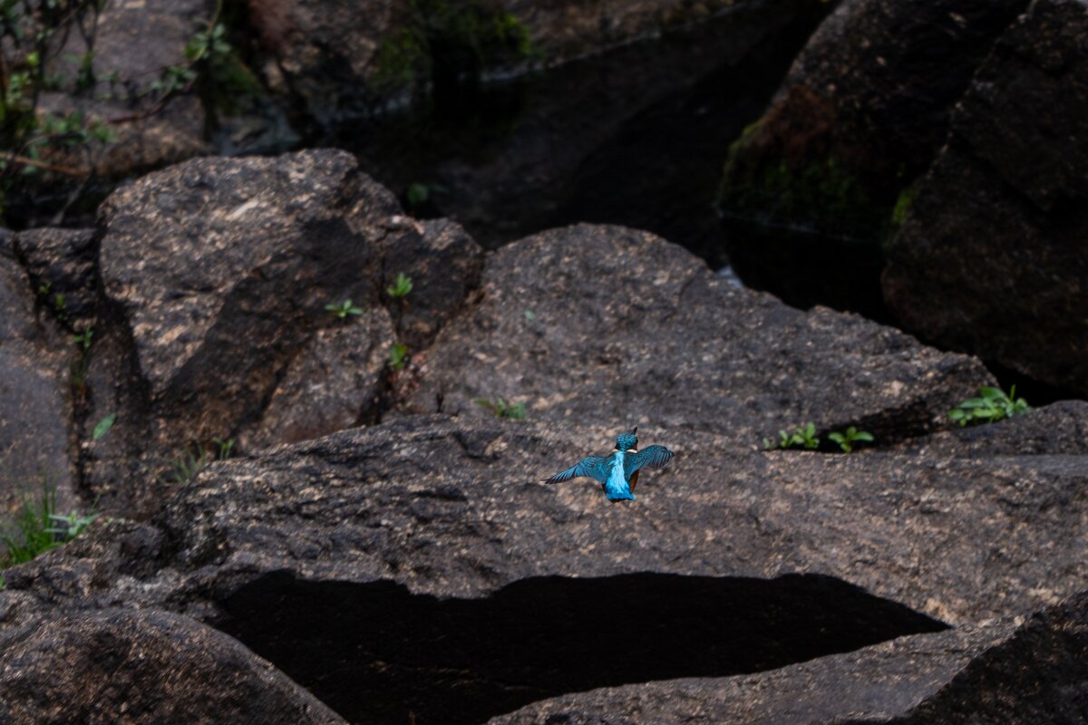 DPPhotography - Andalucia - Common kingfisher - A.jpg - Common kingfisher - Sierra de Andújar