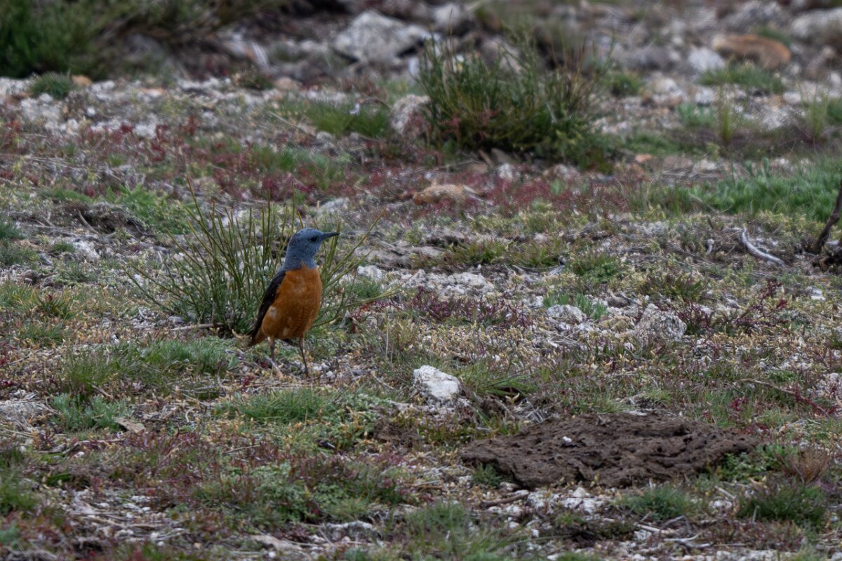 DPPhotography - Extremadura - Common rock thrush - B.jpg - Common rock thrush - La Covatilla, Sierra de Bejar, Castilla y León