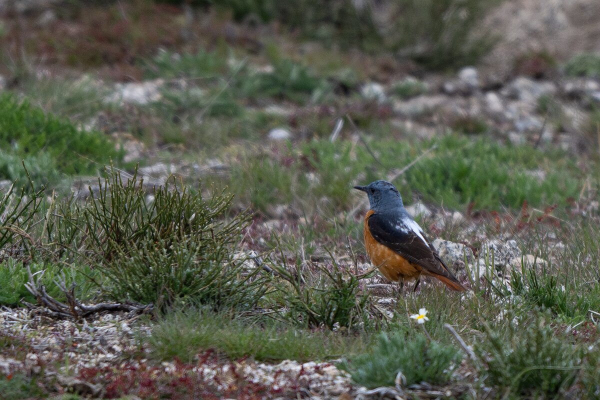 DPPhotography - Extremadura - Common rock thrush - D.jpg - Common rock thrush - La Covatilla, Sierra de Bejar, Castilla y León