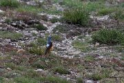 DPPhotography - Extremadura - Common rock thrush - A
