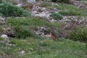 DPPhotography - Extremadura - Common rock thrush - C