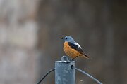 DPPhotography - Extremadura - Common rock thrush - E