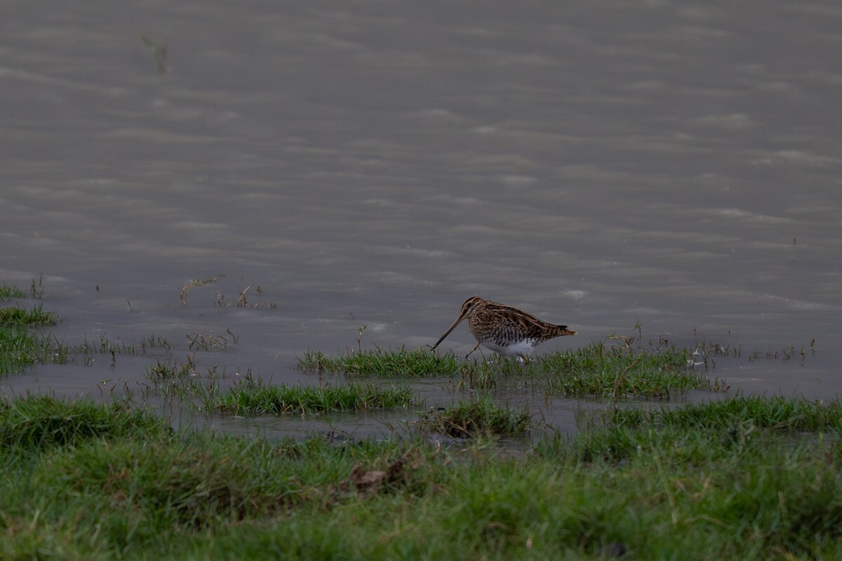 DPPhotography - Andalucia - Common snipe - A.jpg - Common snipe - Doñana National Park