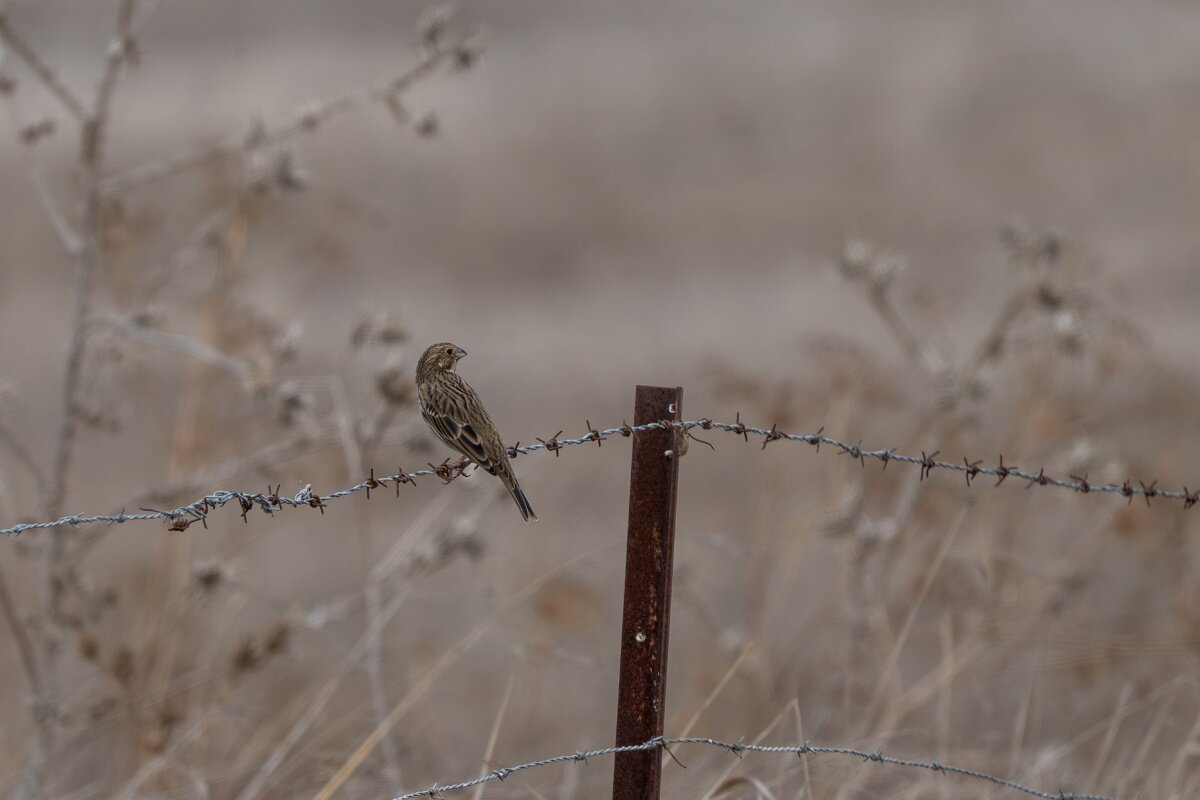 DPPhotography - Andalucia - Corn bunting - A.jpg - Corn bunting - Doñana National Park