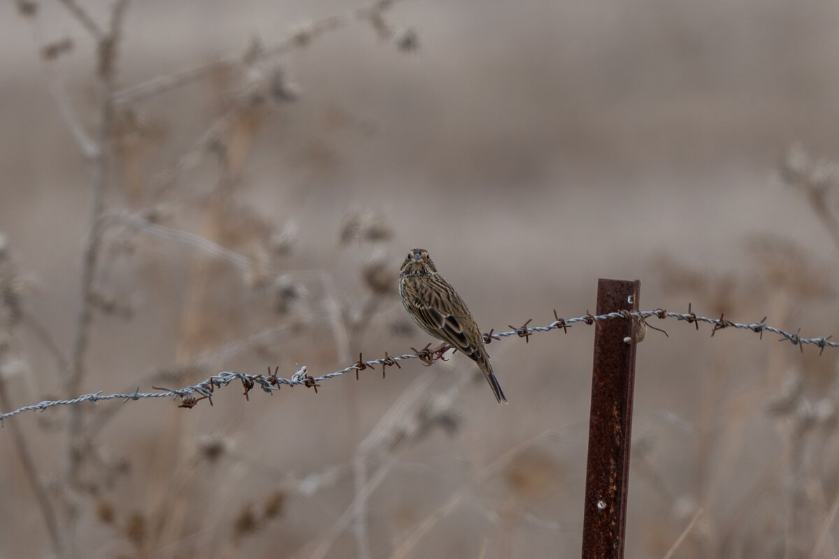DPPhotography - Andalucia - Corn bunting - B.jpg - Corn bunting - Doñana National Park