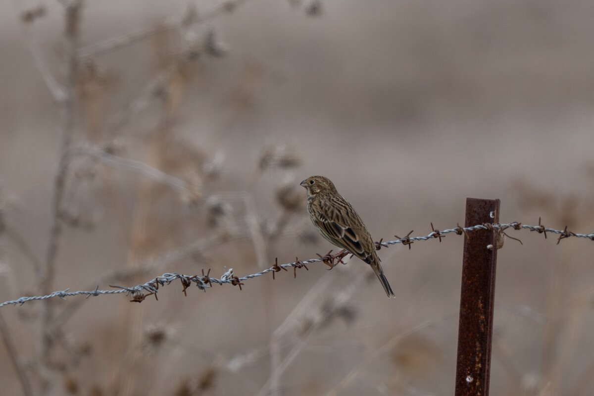 DPPhotography - Andalucia - Corn bunting - C.jpg - Corn bunting - Doñana National Park