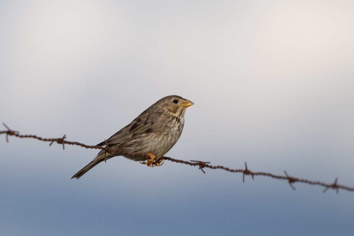 DPPhotography - Extremadura - Corn bunting - B.jpg - Corn bunting - Trujillo Plains, Extremadura