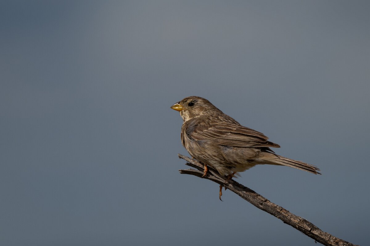 DPPhotography - Extremadura - Corn bunting - D.jpg - Corn bunting - Hinojal, Extremadura
