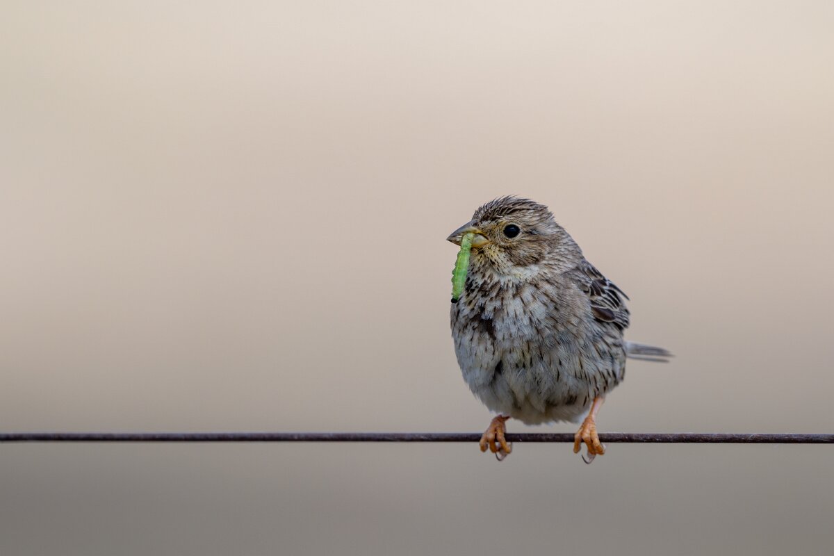 DPPhotography - Extremadura - Corn bunting - E.jpg - Corn bunting - Hinojal, Extremadura