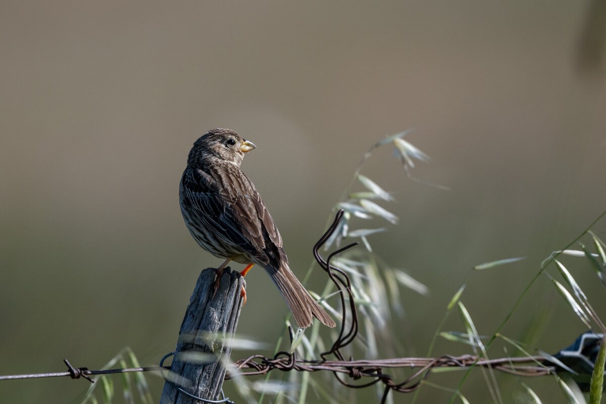 DPPhotography - Extremadura - Corn bunting - F.jpg - Corn bunting - Trujillo Plains, Extremadura