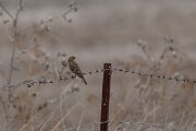DPPhotography - Andalucia - Corn bunting - A