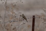 DPPhotography - Andalucia - Corn bunting - B