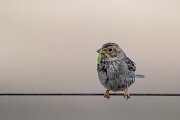 DPPhotography - Extremadura - Corn bunting - E