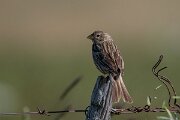 DPPhotography - Extremadura - Corn bunting - G